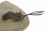 Trident Walliserops Trilobite - Exceptional Preparation #328606-1